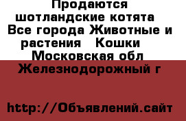 Продаются шотландские котята - Все города Животные и растения » Кошки   . Московская обл.,Железнодорожный г.